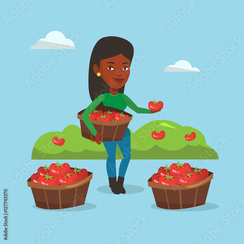 Farmer collecting tomatos vector illustration.