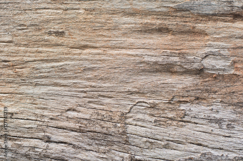 Traces of termites eat wood