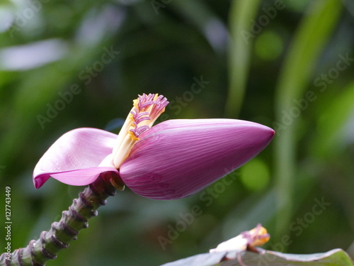 Aufrechter Blütenstand von einer Bananenstaude, Musa velutina photo