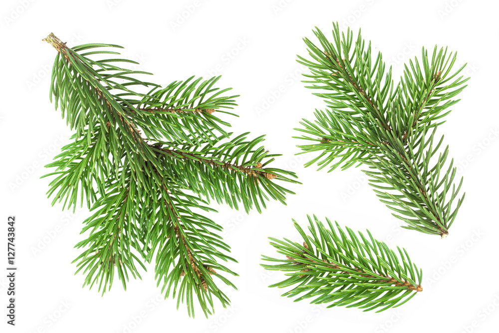 Fir tree branch isolated on white background Fir tree branch isolated on white background