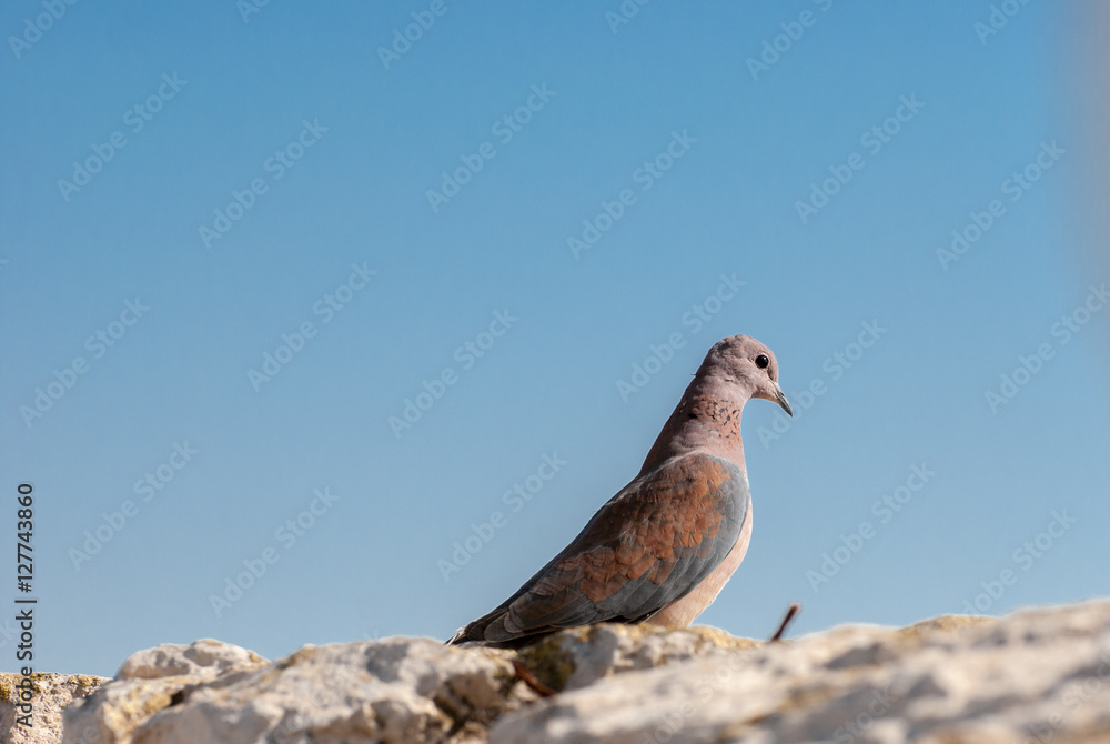 Dove on Jerusalem Wall. Israel Dove on Jerusalem Wall. Israel