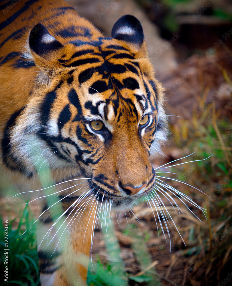 Obraz premium Tiger