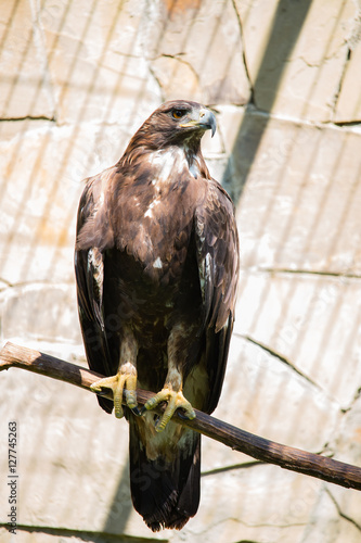 Eagle sitting on a branch in summer