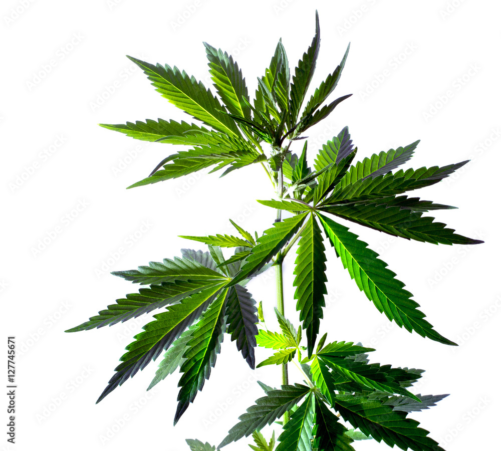Marijuana leaves isolated on white background. Wild hemp plant. Marijuana leaves isolated on white background. Wild hemp plant.