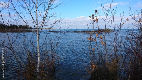 Birch tree in wetland