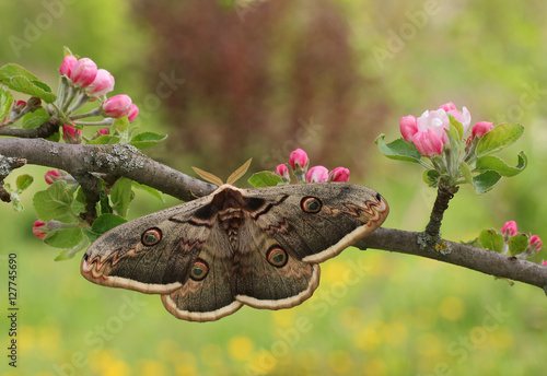 Giant peacock moth