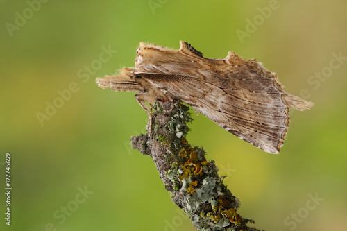 Pale Prominent(Pterostoma palpina)