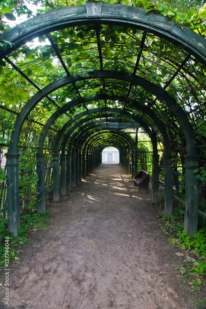 path in green arch in park path in green arch in park