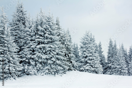 Mountain winter forest © Mandrixta