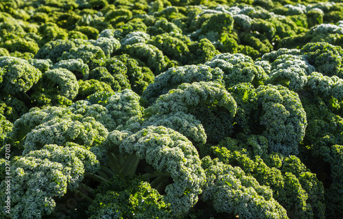 Agriculture with the winter vegtable kale on a field