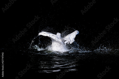 Big pelican with flapping wings and blue drops swimming in black water of dark ocean, wildlife 