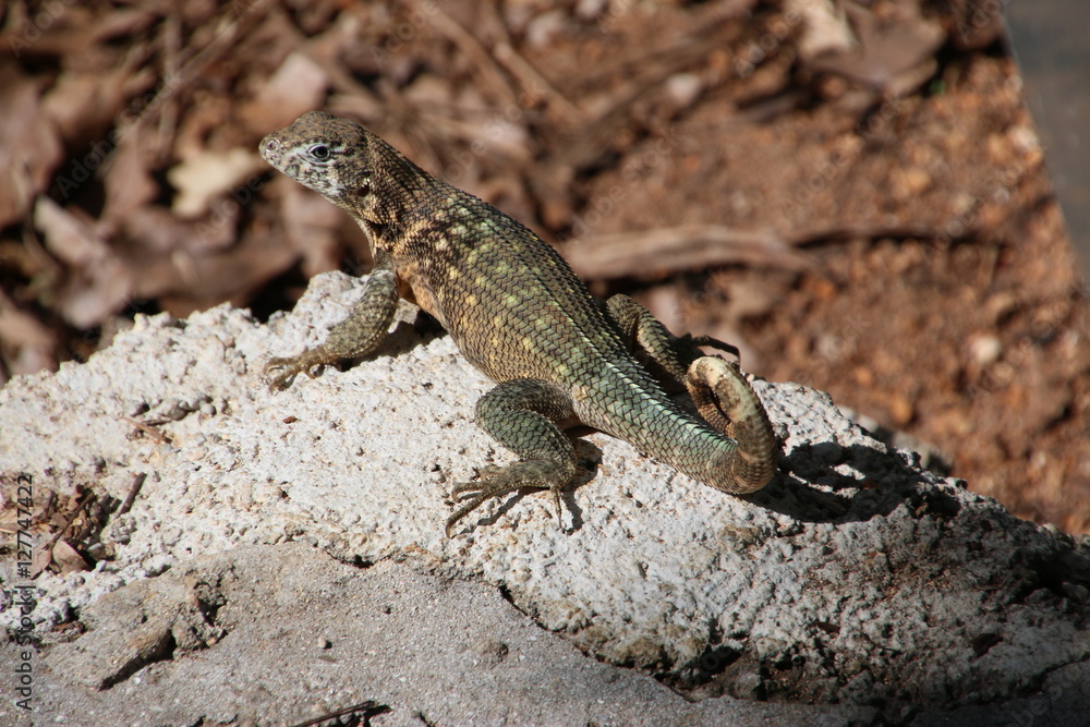 crocodile cubain crocodile cubain