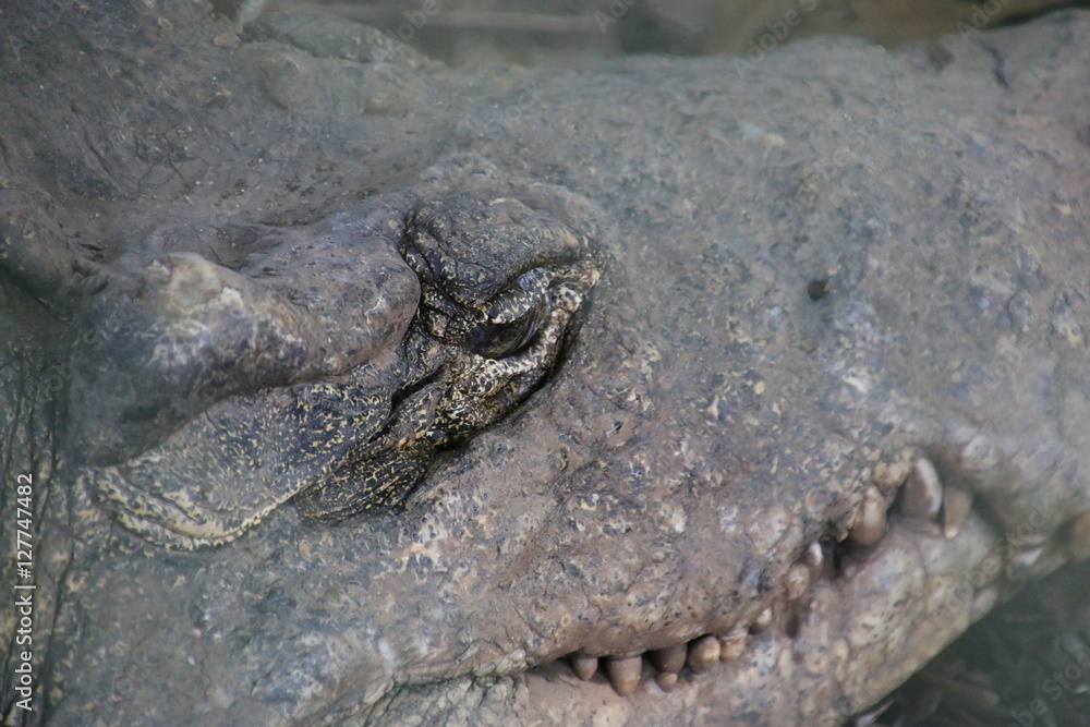 Fototapeta premium crocodile cubain