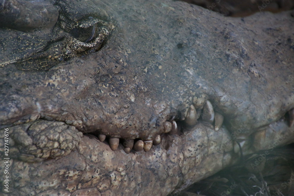 Obraz premium crocodile cubain