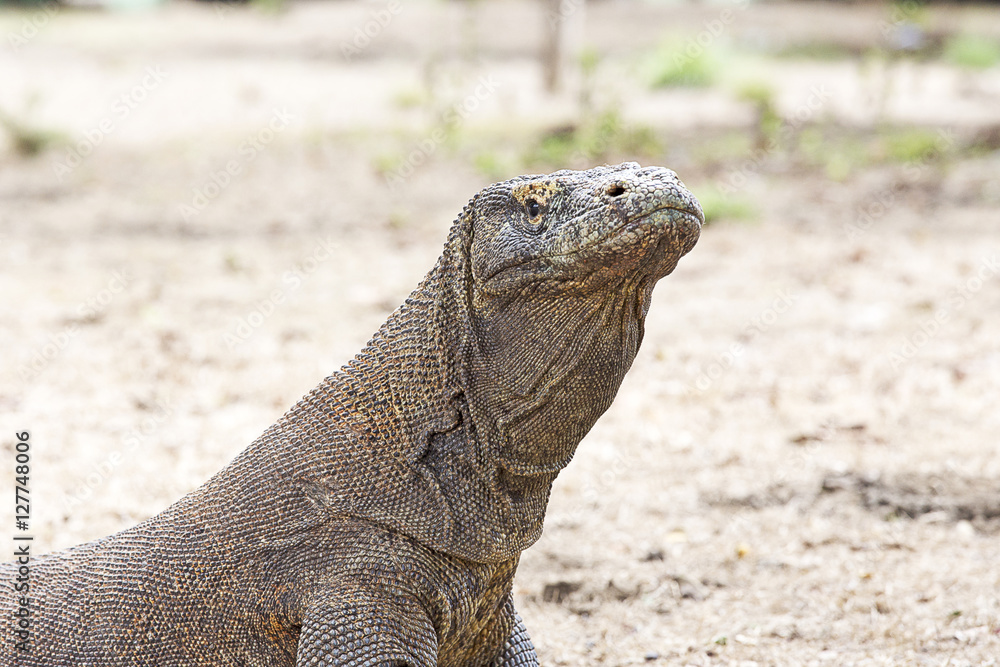 Obraz premium Komodo Dragon in Komodo national park