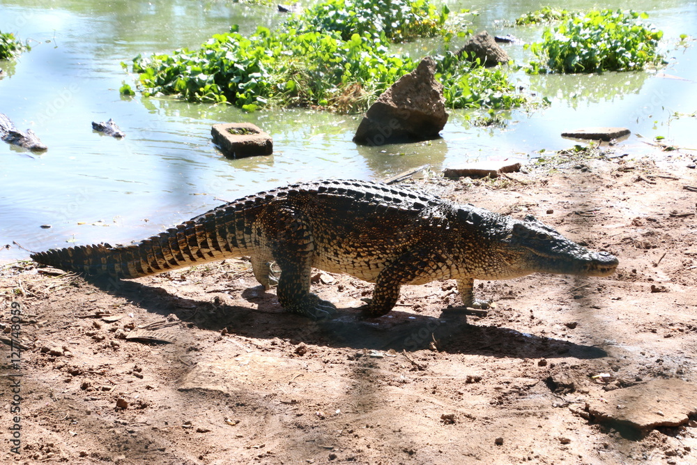 crocodile cubain crocodile cubain