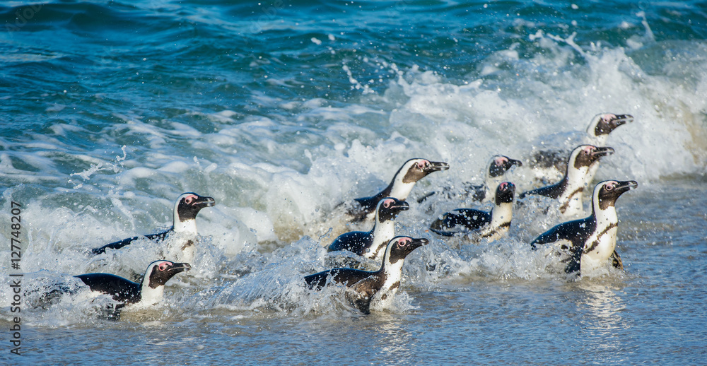 Fototapeta premium African penguin ( Spheniscus demersus)
