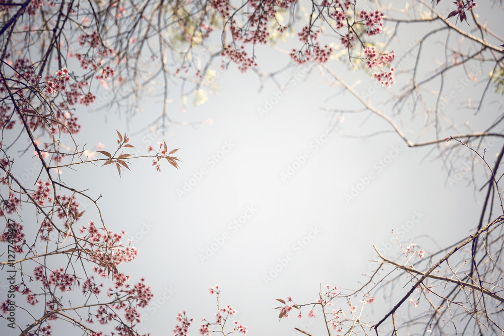 Beautiful Cherry Blossom  or Sakura flower on nature background,