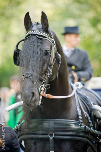 Black friesian horse carriage driving harness outdoor © Dotana