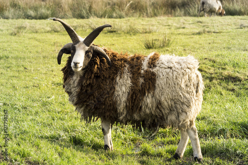 Konstfotografi Closeup of domestic Jacob sheep (Ovis aries) with spectacular horns