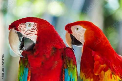 Parrots in Bali Island Indonesia © Nikolai Sorokin