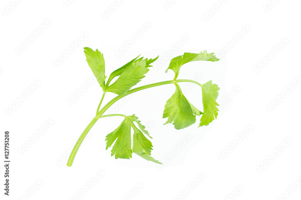Celery on White Background Celery on White Background