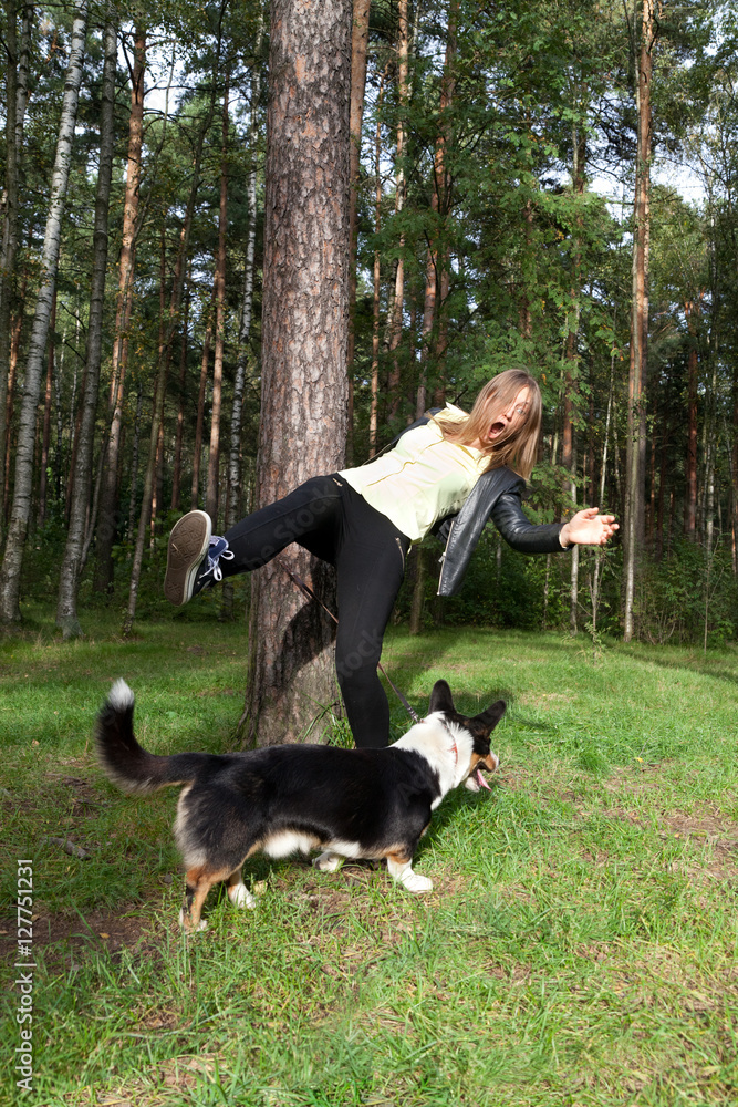 Dog Welsh Corgi Cardigan confused their owner around the tree