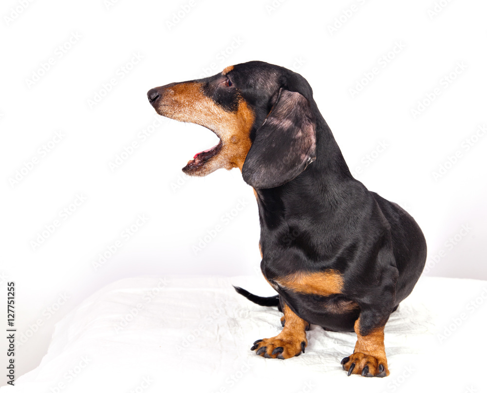 Elderly dog ​​dachshund yawning