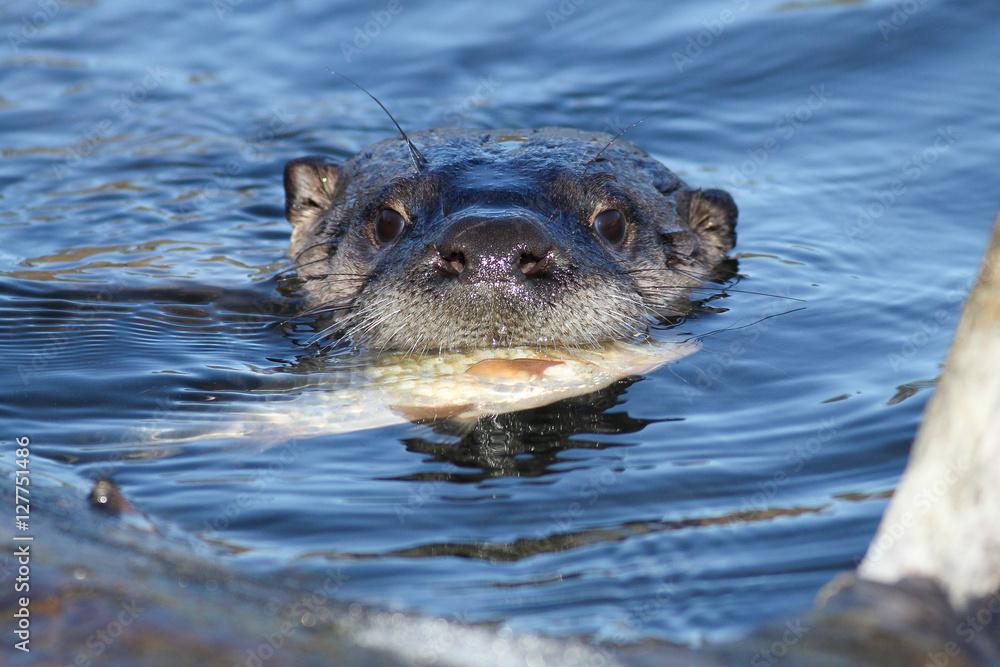 Fototapeta premium North American river otter eating fish