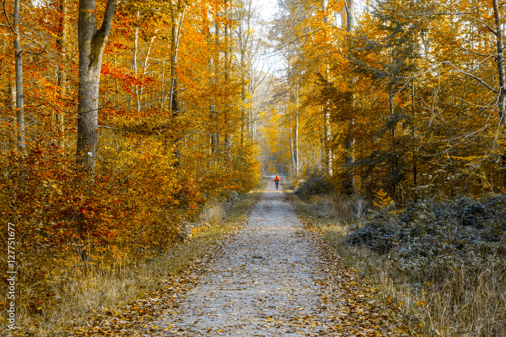 Fototapeta premium Waldweg im Herbst