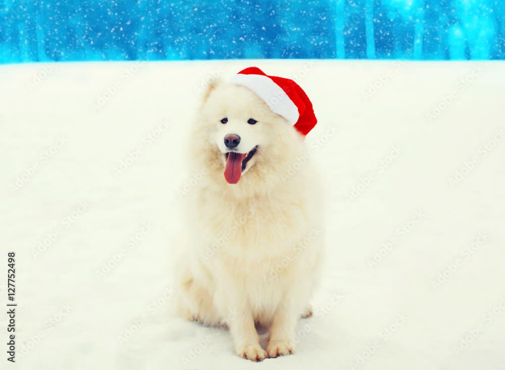 Christmas happy white Samoyed dog in red santa hat sitting on sn Christmas happy white Samoyed dog in red santa hat sitting on sn