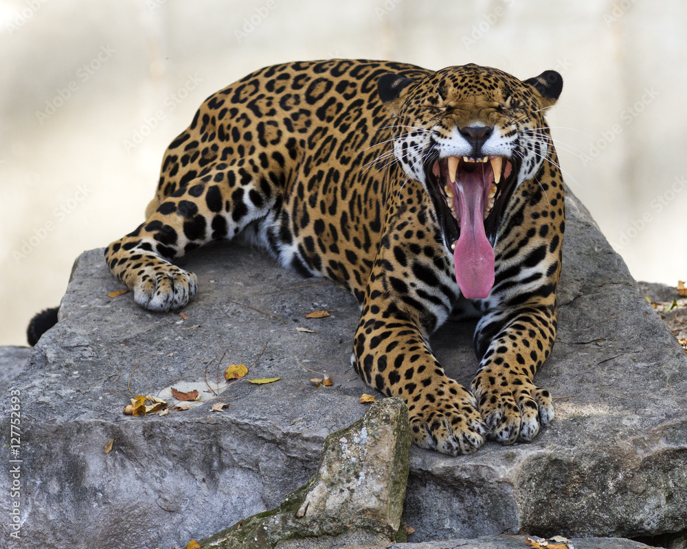 Obraz premium Funny jaguar resting on a rock yawning