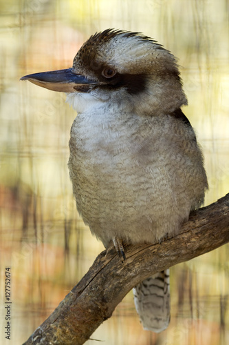 laughing kookaburra bird sitting on a branch 