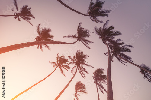 silhouettes of palm trees on sunset. vintage picture