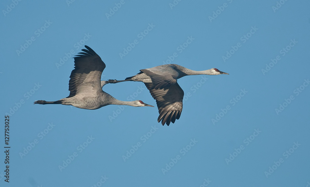 Obraz premium Sandhill Cranes in flight