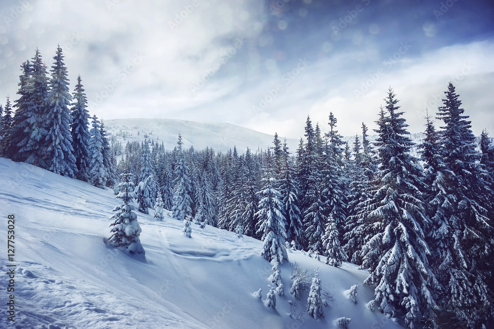 trees covered by snow on mountaine hill. natural winter background trees covered by snow on mountaine hill. natural winter background