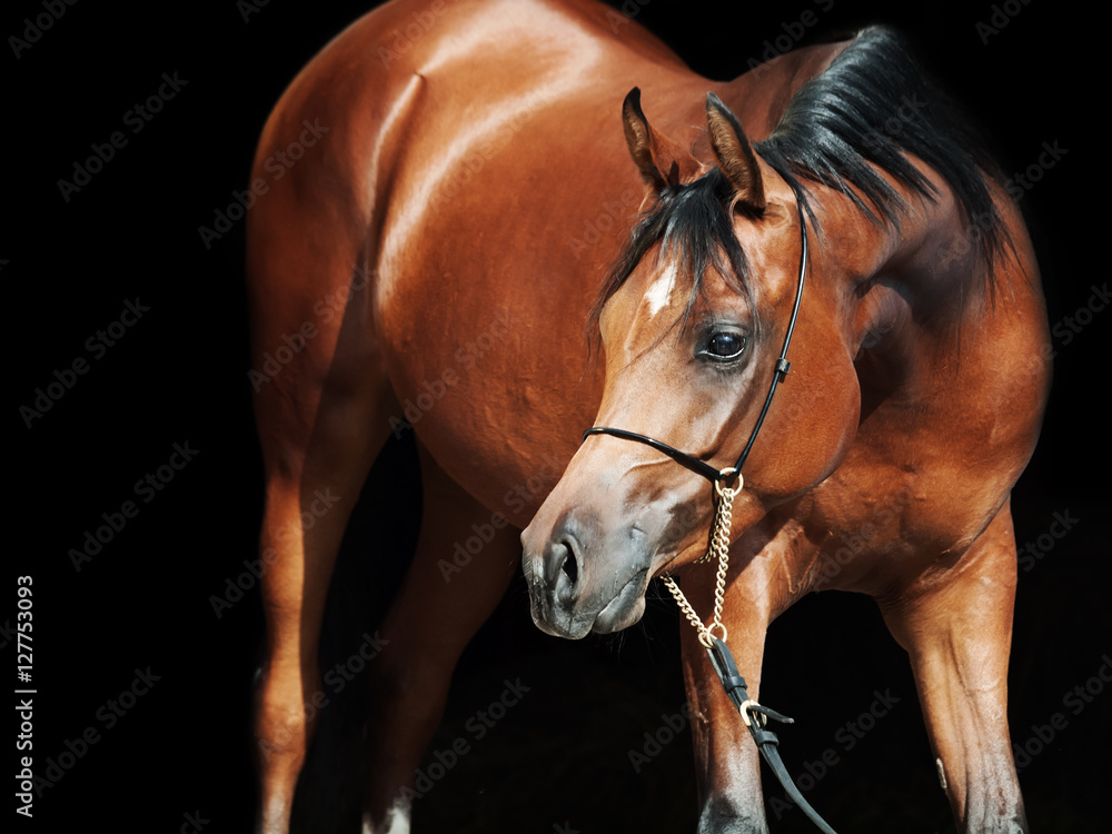 Obraz premium portrait of young bay arabian filly at black background