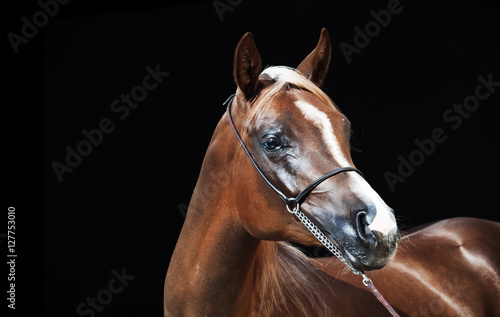 portrait of young arabian filly at black background © anakondasp