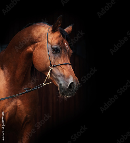 portrait of amazing  bay  arabian horse. © anakondasp