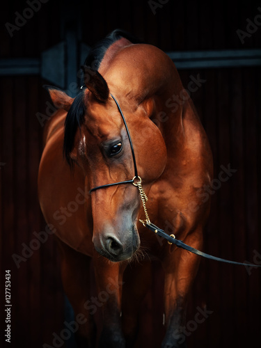portrait of wonderful bay arabian horse.