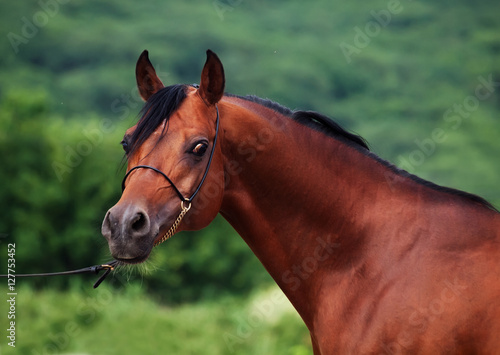 portrait of bay arabian stallion © anakondasp