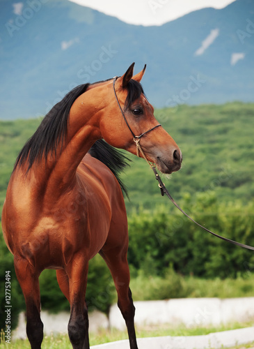 portrait of bay arabian stallion at mountain background
