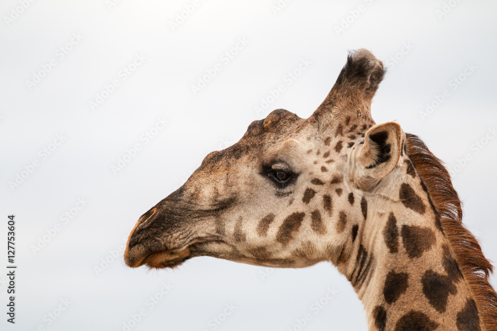 Giraffen Bulle im Profil Giraffen Bulle im Profil