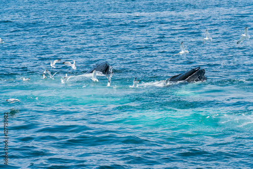 A pair of whales lunge feeding in the Atlantic Ocean near Gloucester Massachusetts