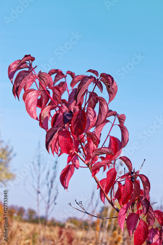 Cornus sanguinea, the common dogwood in autumn