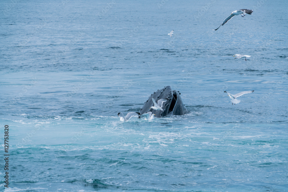 Fototapeta premium Humpback Whale Lunge Feeding off the coast of Boston near Stellwagen Marin Sanctuary
