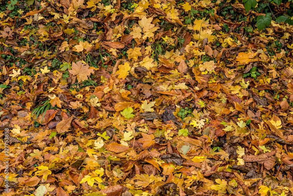 Herbstliches Laub