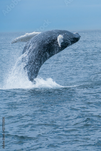 Εκτύπωση καμβά Humpback whale breeching off the coast of Gloucester Massachusetts near Stellwag