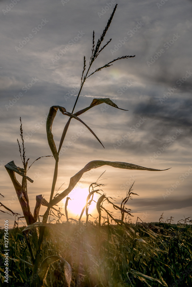 Obraz premium Maisfeld in der Abendsonne