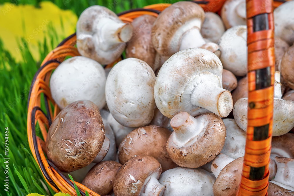 A mixture of normal and royal mushrooms in a basket A mixture of normal and royal mushrooms in a basket